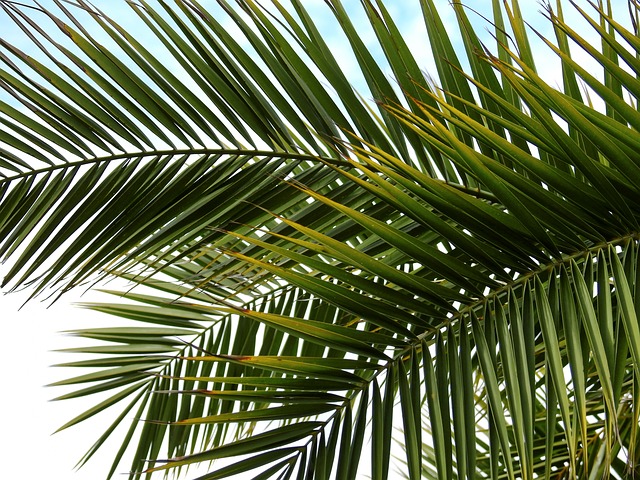 listy datlové palmy